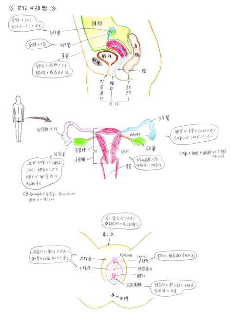 女 生殖器|女性の生殖器系の概要